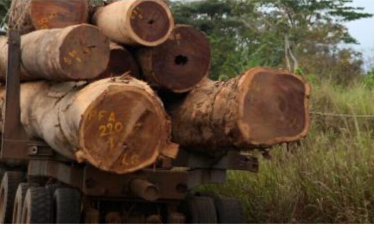 Lutte Contre la Coupe Illégale du Bois au Gabon : Comment Freiner le Phénomène ?