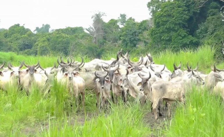 Arrivée des premiers bovins à Ndendé : Lancement d’un ambitieux programme de production sous l’impulsion de Brice Clotaire Oligui Nguema