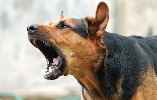 Nuisances Sonores : Les Aboiements des Chiens Punis Par la Loi