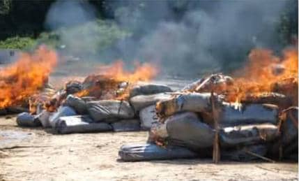 Opération Black Mamba : 130 clandestins interpellés et près de 3 tonnes de cannabis incinérées