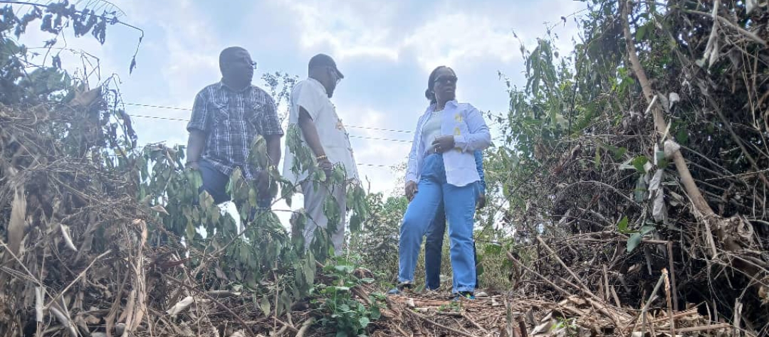 Un village, une plantation : la ministre Armande Longo impulse l’autosuffisance alimentaire dans le canton Basse-Lombo