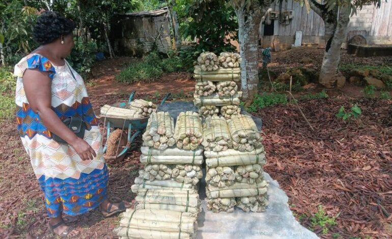 Lébamba : Le manioc de la Louetsi-Wano en route vers les grandes villes