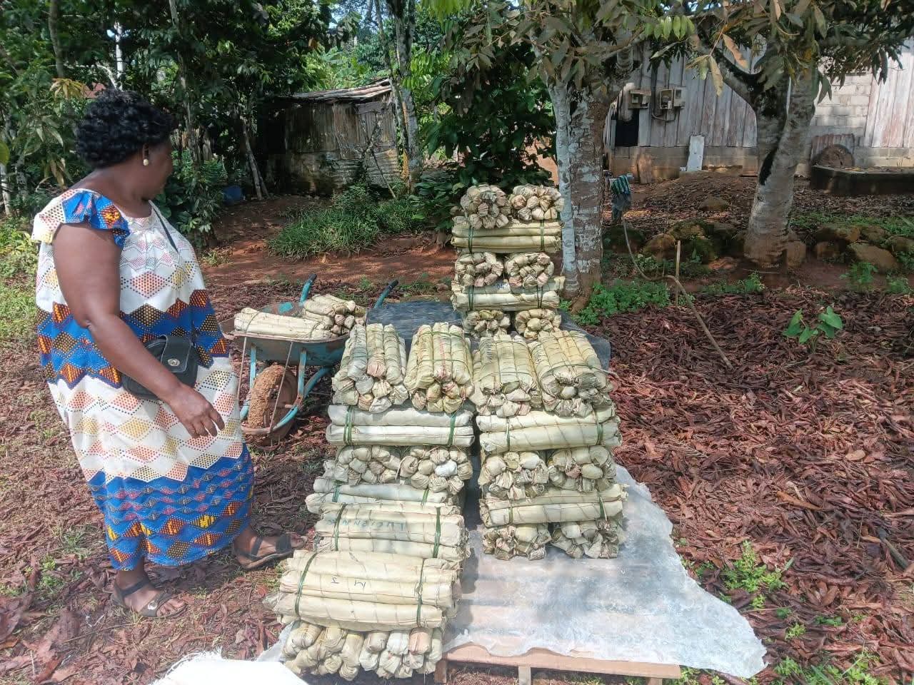 Lébamba : Le manioc de la Louetsi-Wano en route vers les grandes villes