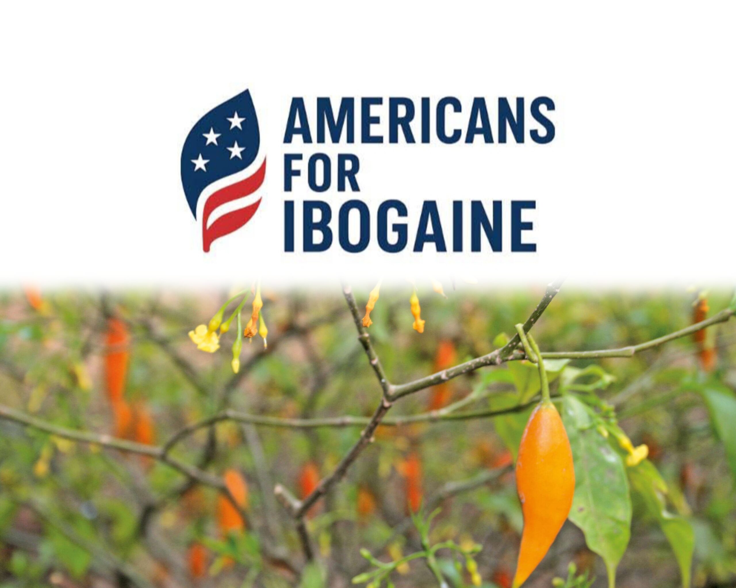 Libreville accueille une conférence internationale dédiée à l’Iboga et à l’Ibogaïne