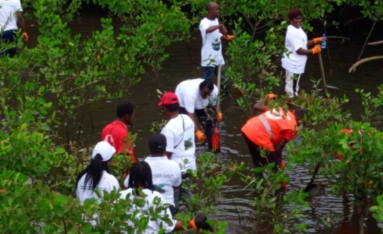 Ecosystèmes de mangroves: le Comité de l&rsquo;Estuaire de la CRG mobilise pour protéger les mangroves