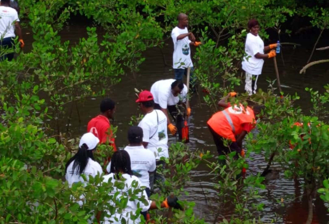 Ecosystèmes de mangroves: le Comité de l&rsquo;Estuaire de la CRG mobilise pour protéger les mangroves