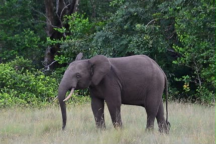 Tourisme : Le Gabon 3e pays « le plus risqué » pour les voyageurs seuls