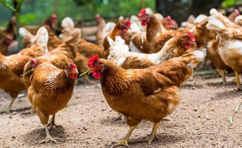 Poulet de Chair : Le Gabon maintient l’interdiction d’importer dès janvier 2027