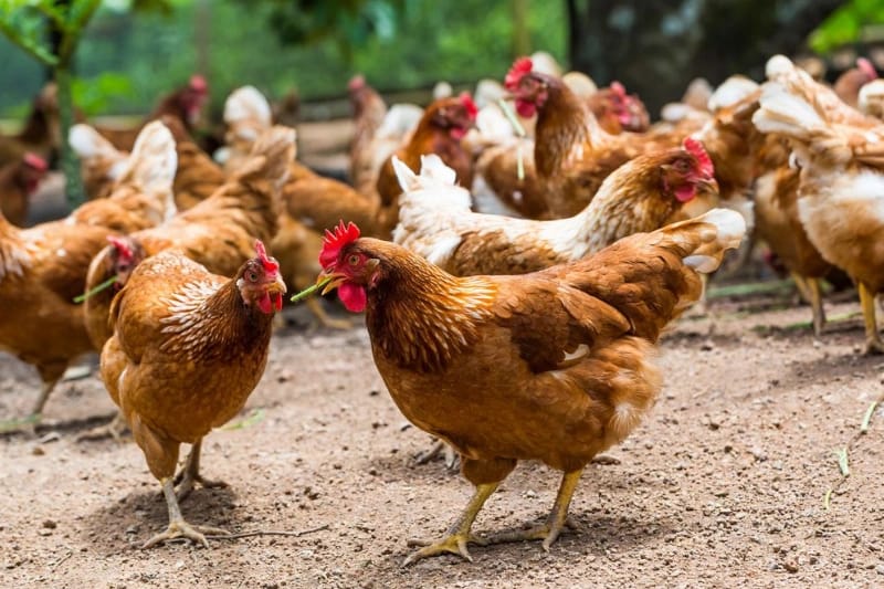 Poulet de Chair : Le Gabon maintient l’interdiction d’importer dès janvier 2027