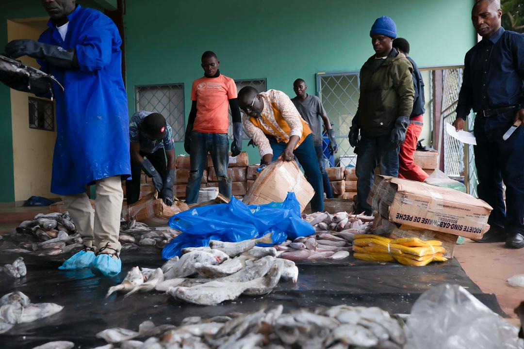 Fête de la Libération : Makokou se met à l’heure du poisson à 1 000 FCFA le kilo