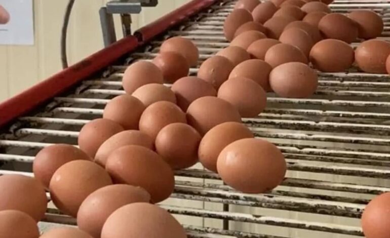 Agroalimentaire : AGROPAG patine, SOGADA accélère… deux modèles face au défi de la souveraineté alimentaire