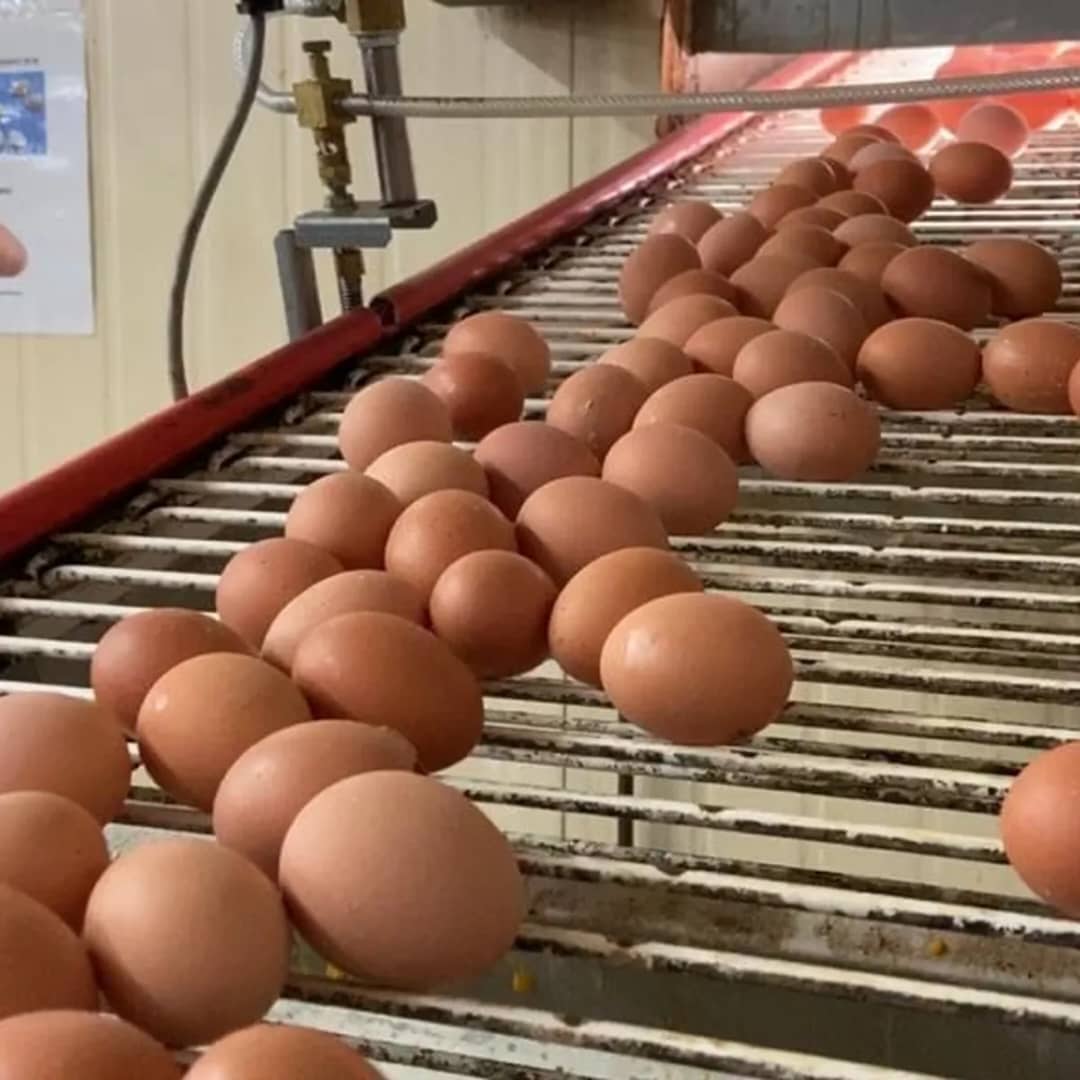 Agroalimentaire : AGROPAG patine, SOGADA accélère… deux modèles face au défi de la souveraineté alimentaire